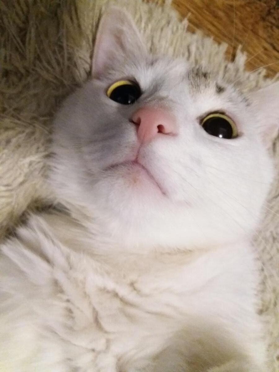 kot Michał
dzielnica: Halemba