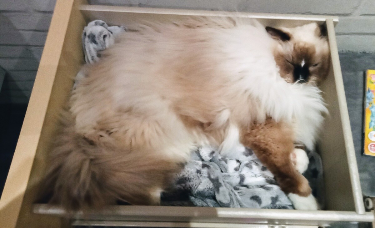 Maksymilian, nasz 16 miesięczny słodziak. Wielki śpioszek i mięciutki, puszysty przytulaj. Zawsze znajdzie spokojne miejsce na małą drzemkę. 
dzielnica: Bykowina 