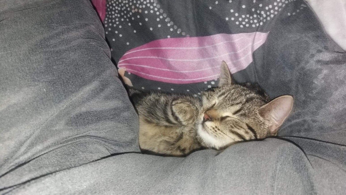 Kotka Agatka 
dzielnica: Godula 