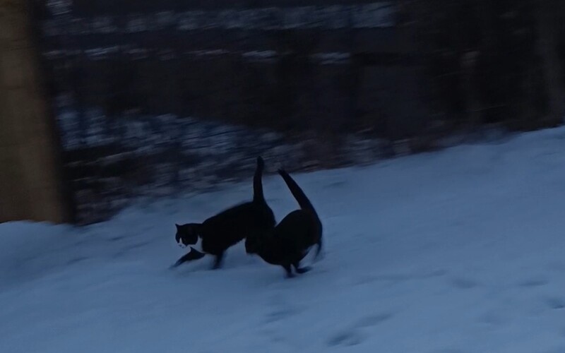 Kociniec uruchomił zbiórkę na koty przebywające na terenie ogródków działkowych