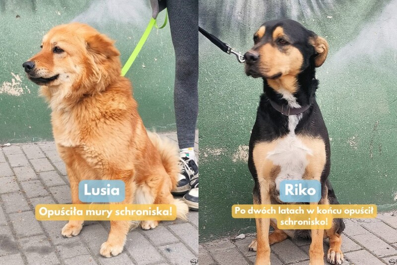 Kolejne zwierzaki z „Fauny” trafiły do kochających domów!