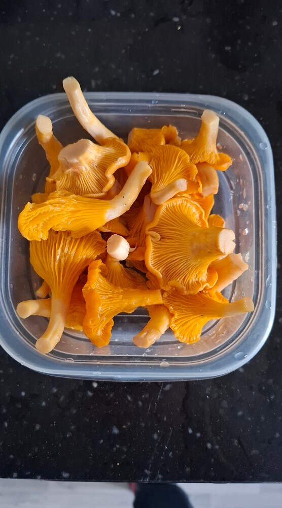 Grzybowe zbiory pełne pasji – zobaczcie zdjęcie naszych Czytelników!