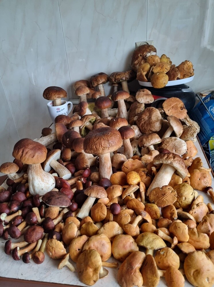 Grzybowe zbiory pełne pasji – zobaczcie zdjęcie naszych Czytelników!