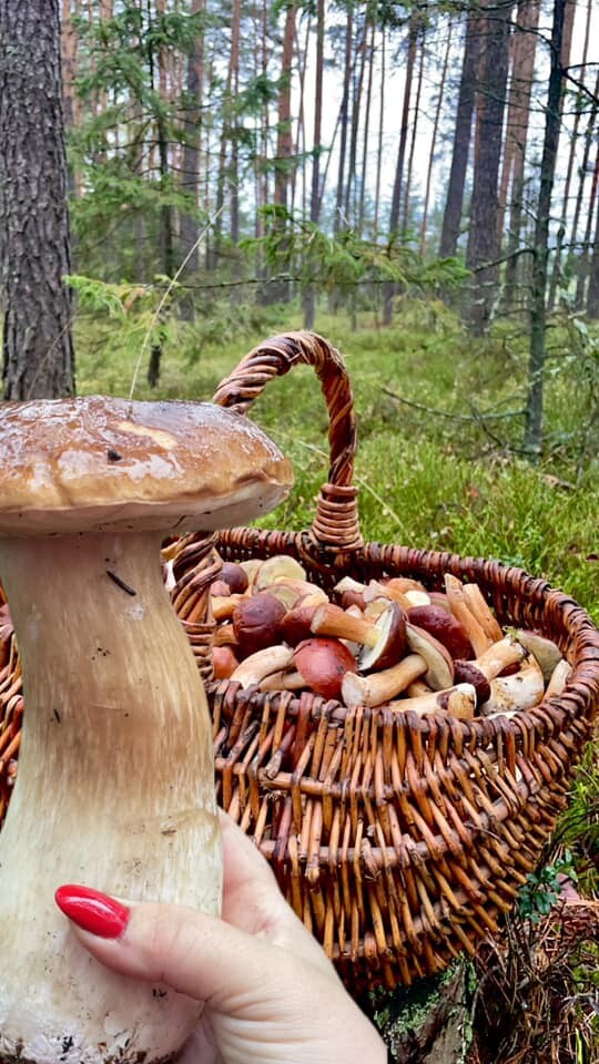 Grzybowe zbiory pełne pasji – zobaczcie zdjęcie naszych Czytelników!