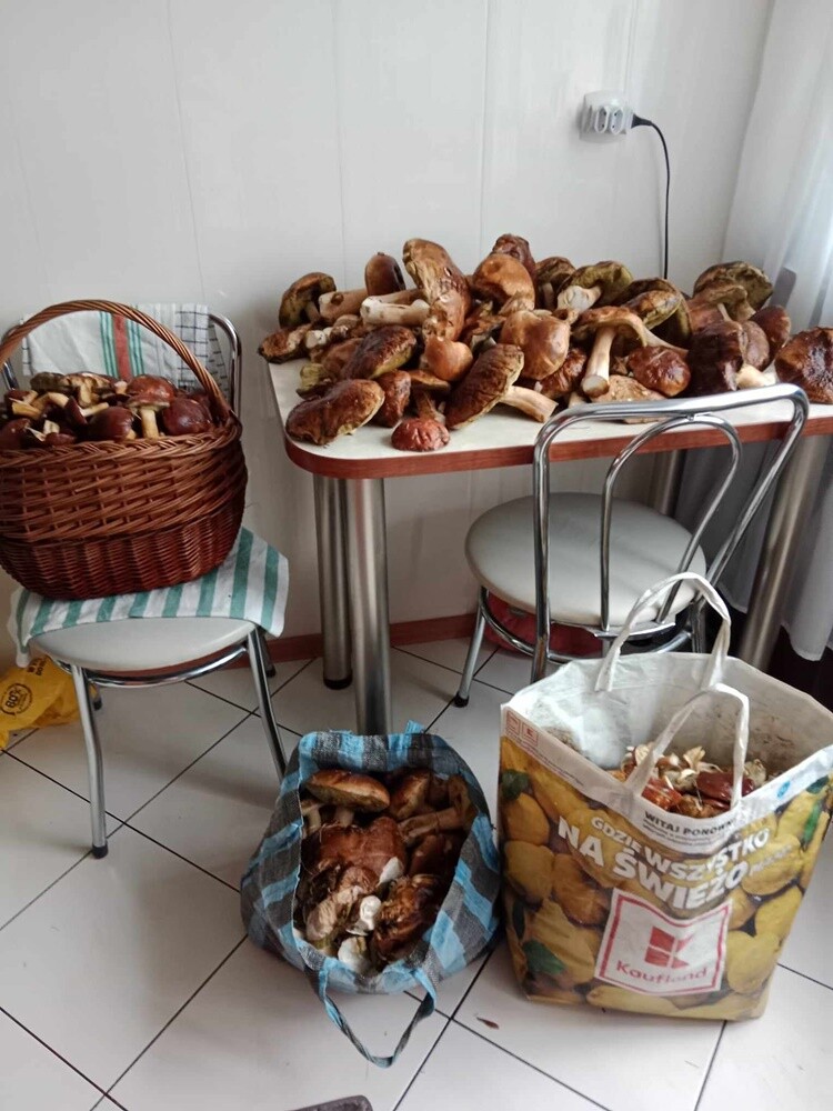 Grzybowe zbiory pełne pasji – zobaczcie zdjęcie naszych Czytelników!