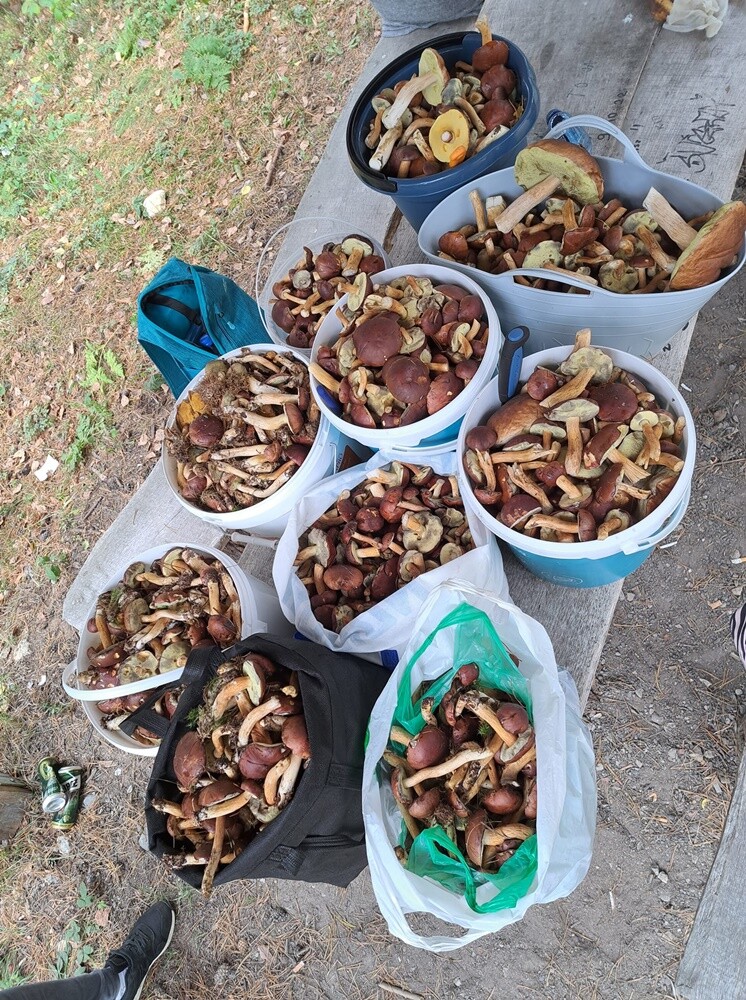 Grzybowe zbiory pełne pasji – zobaczcie zdjęcie naszych Czytelników!