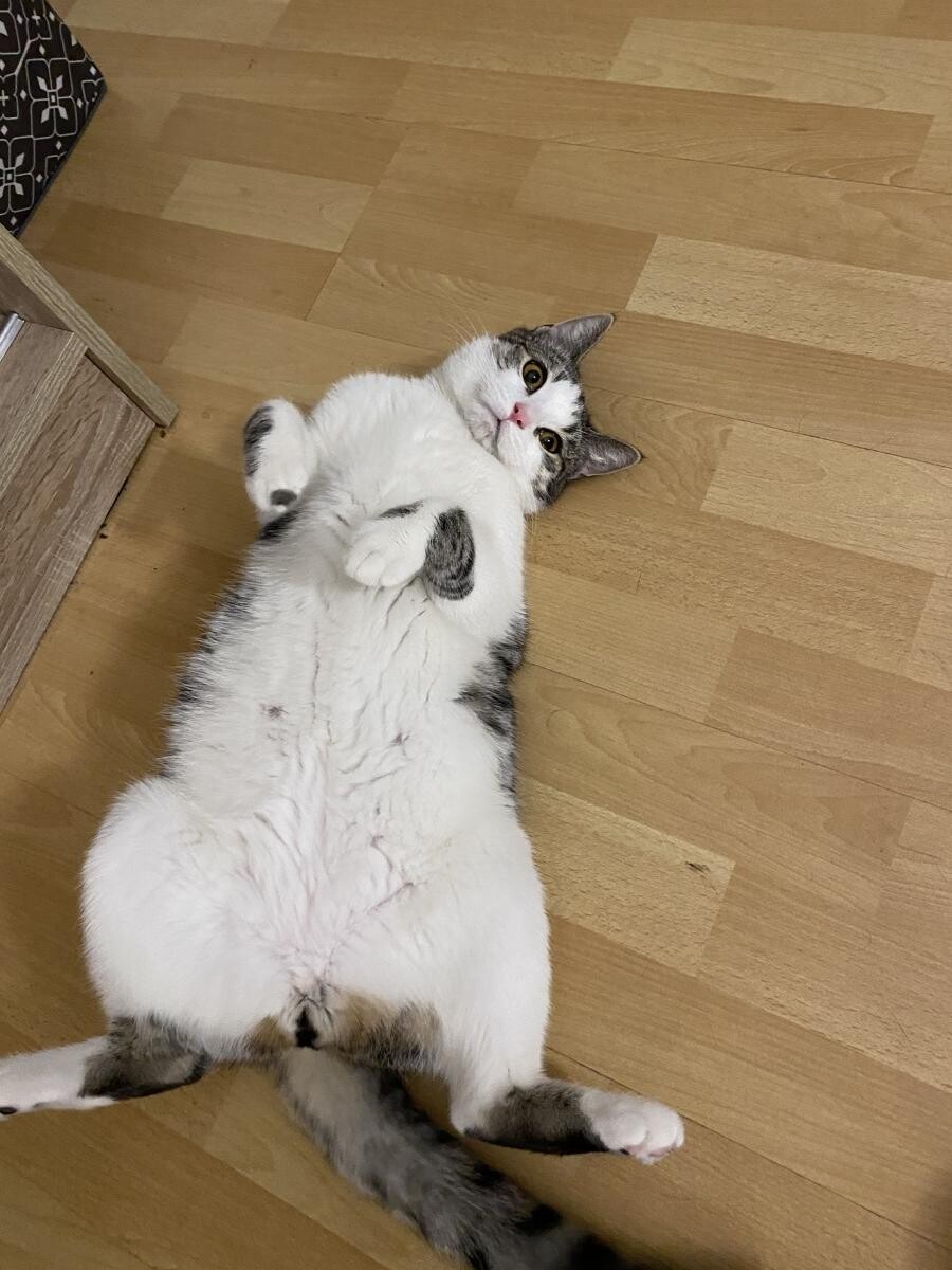 Filemon :)))
dzielnica: Halemba