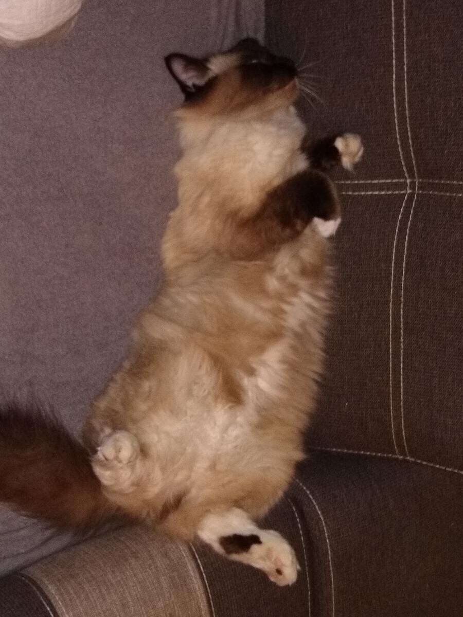 Batman 4 letni Ragdoll.
dzielnica: Bykowina