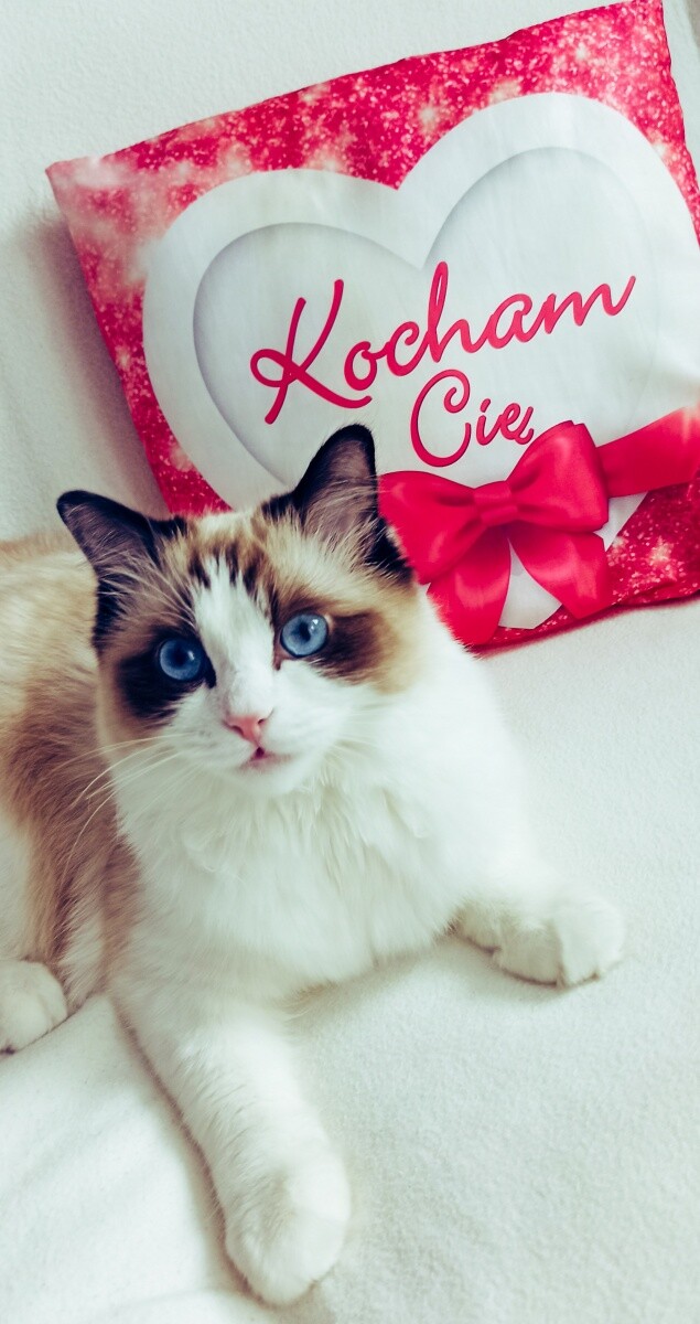 Szafir ma 8 miesiecy. 
Kotek rasy ragdool. 
Ma piekne niebieskie oczy i cudowny charakter. 
Szafir z wyjatkowej hodowli Jesi Cat. 
dzielnica: Wirek