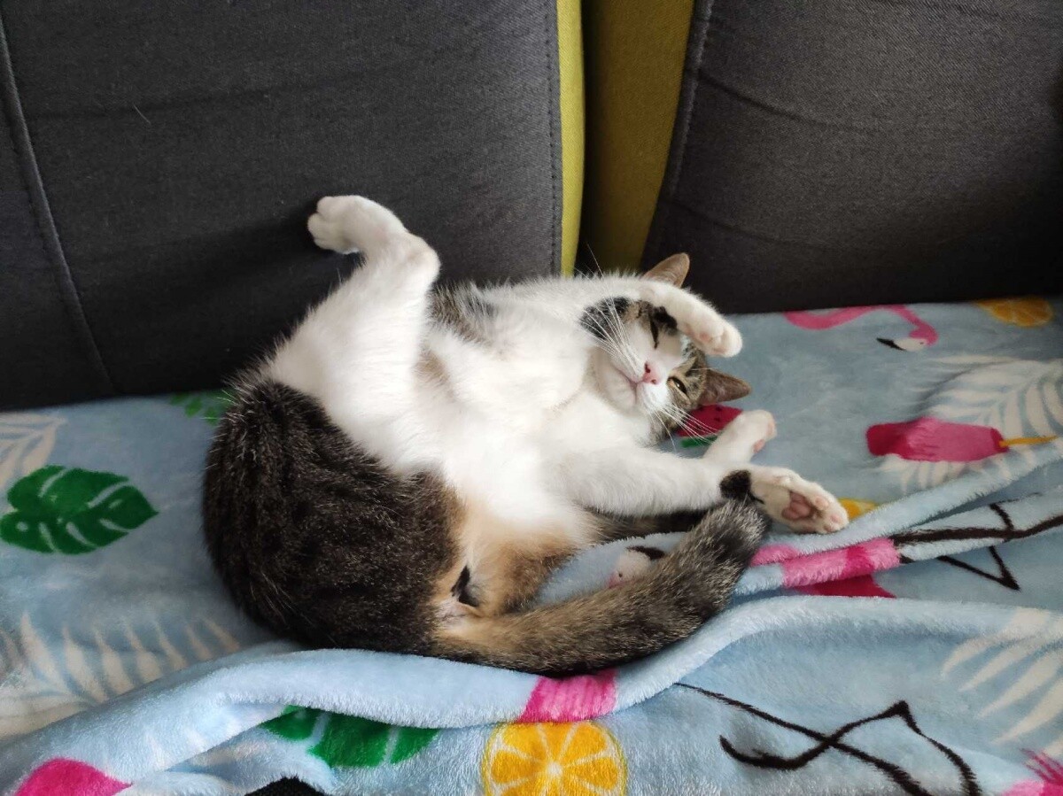 Cindy i pozycja "na kota"
dzielnica: Godula