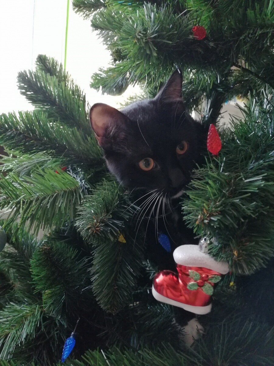 Pierwsza choinką Mruczusia
dzielnica: Nowy Bytom