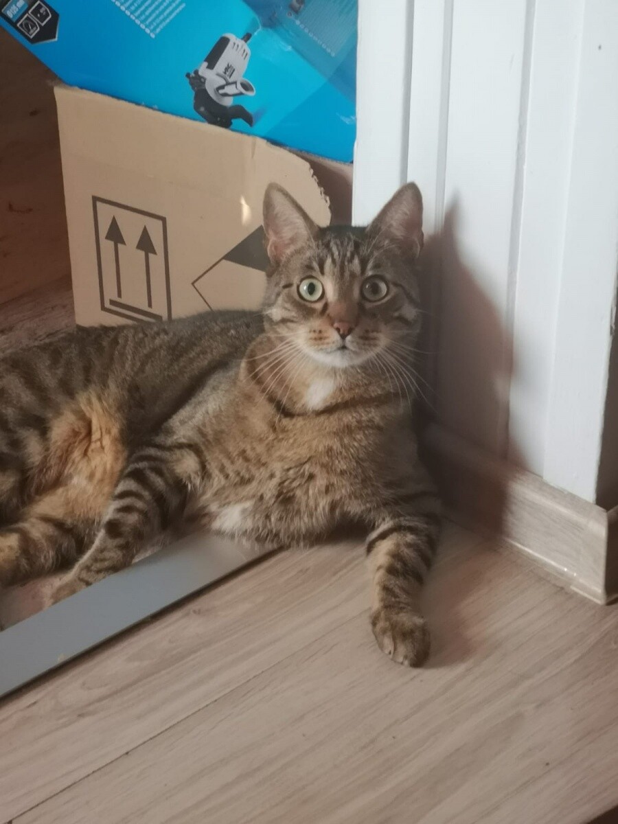 Garfield i jego kartony
dzielnica: Ruda Śląska czarny las