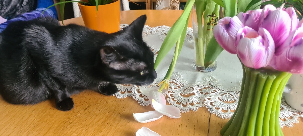 MIKA - malutki kotek znaleziony 13 lat temu w puszce po farbie olejnej, czuje się dobrze i uwielbia kwiatki a najbardziej je zjadać tak że kwiaty zawsze musza być po za jej zasięgiem bo tylko łodygi zostaną
dzielnica: Bykowina