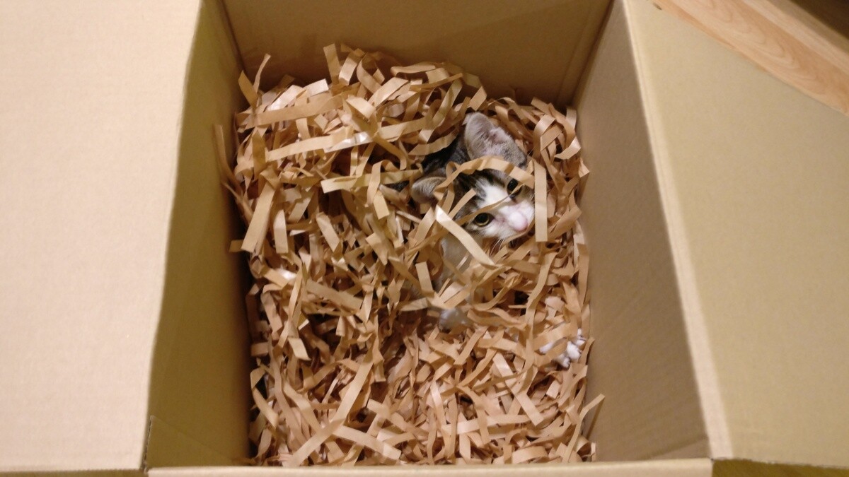 Hortek - szukaj mnie.
dzielnica: centrum