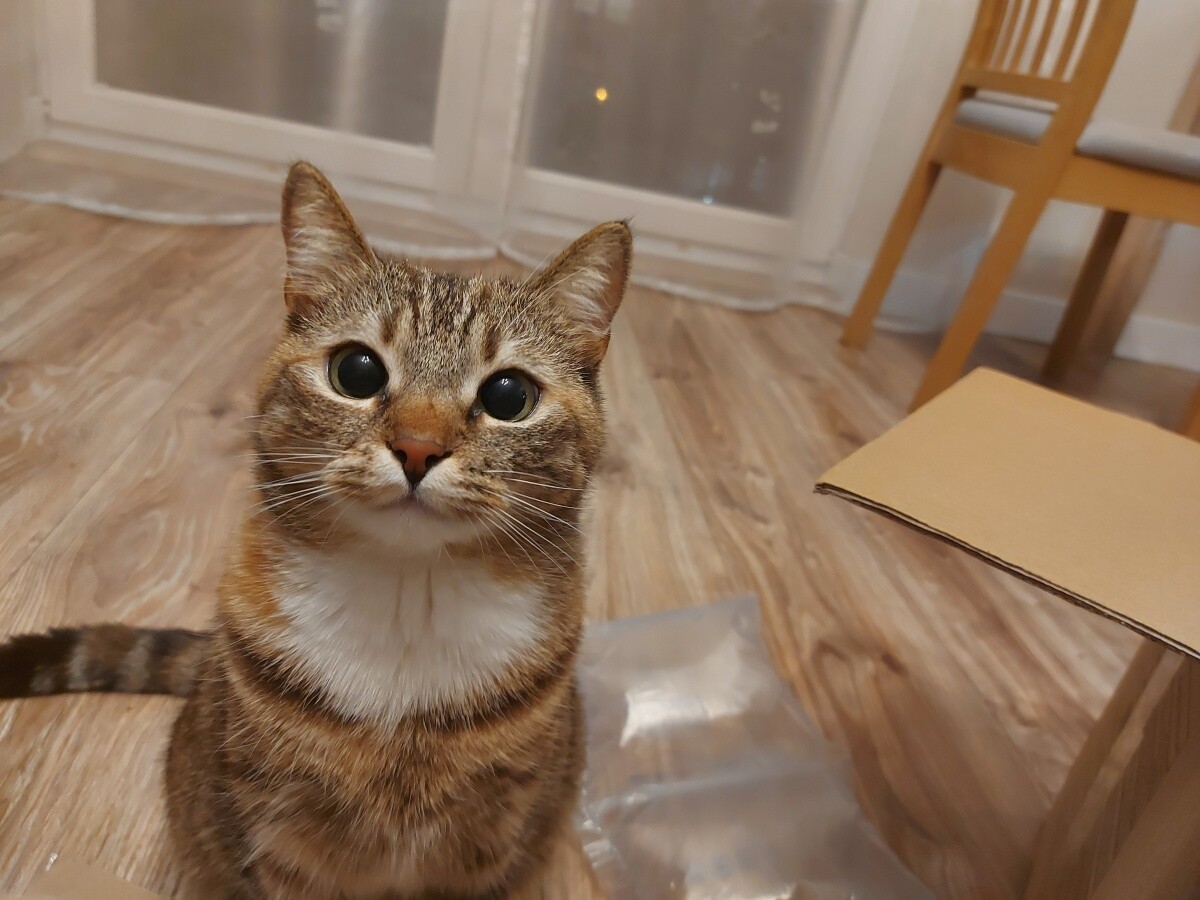 Nasza kotka Ada. 
dzielnica: Ruda 1