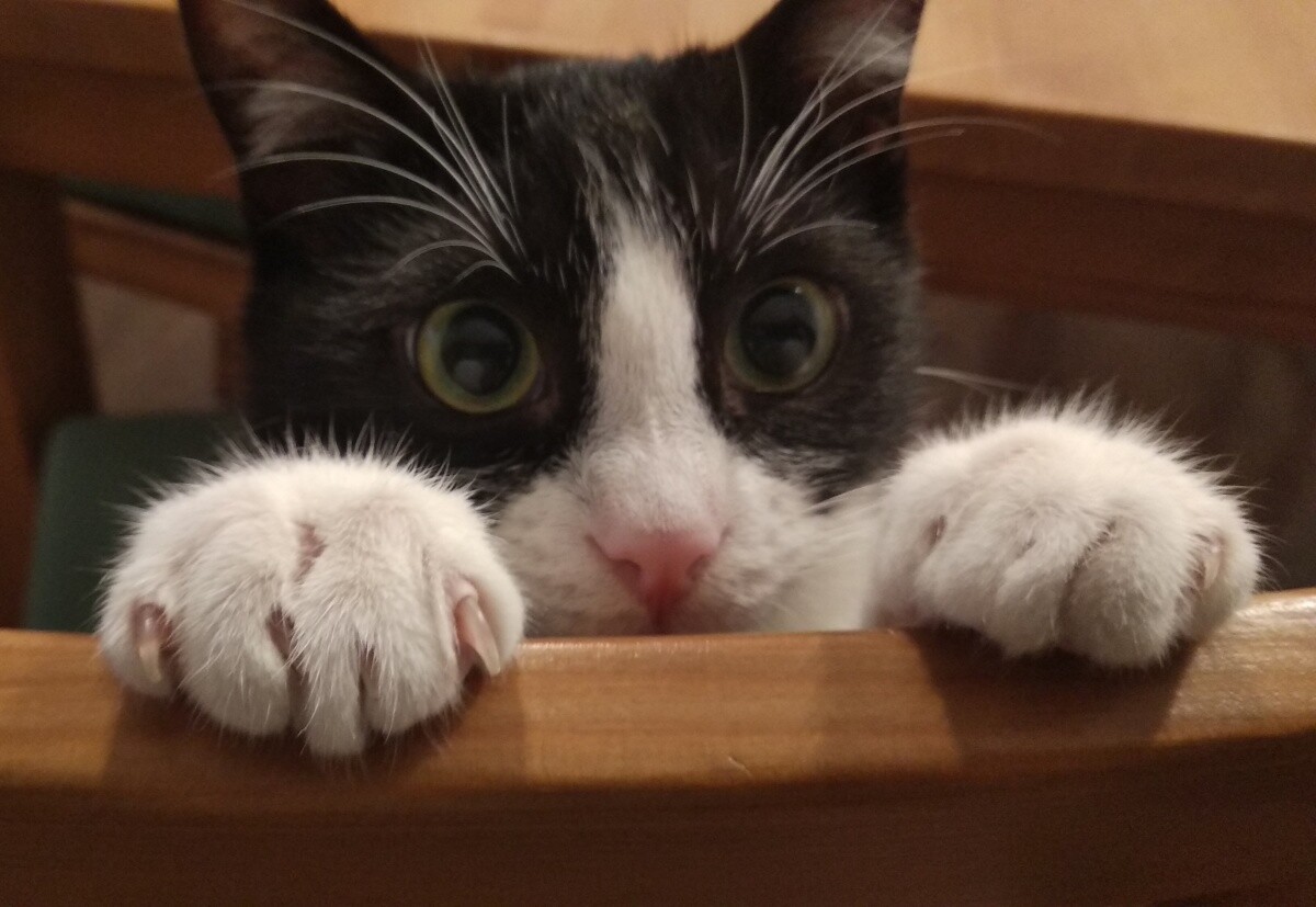 Kot Feliks
dzielnica: Wirek