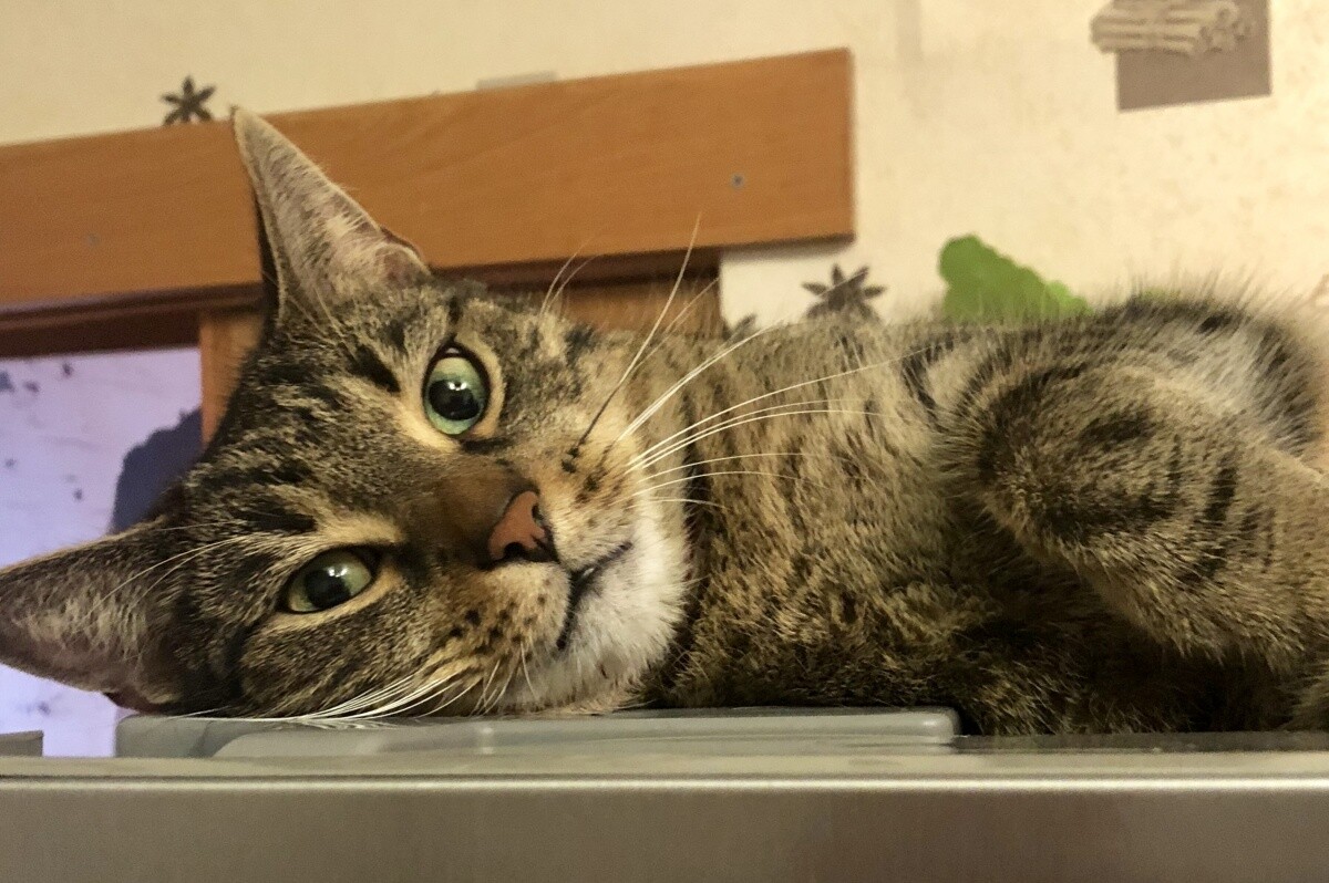 Garfield super kot
dzielnica: Ruda slaska wirek 