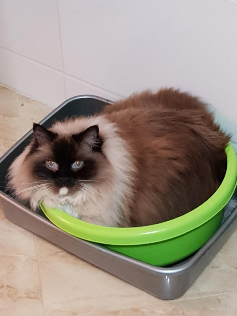 Alpi 
Podwójna kuweta
dzielnica: Wirek