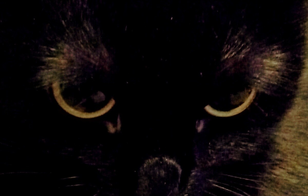 GAJA. Spójrz mi prosto w oczy...
dzielnica: Halemba