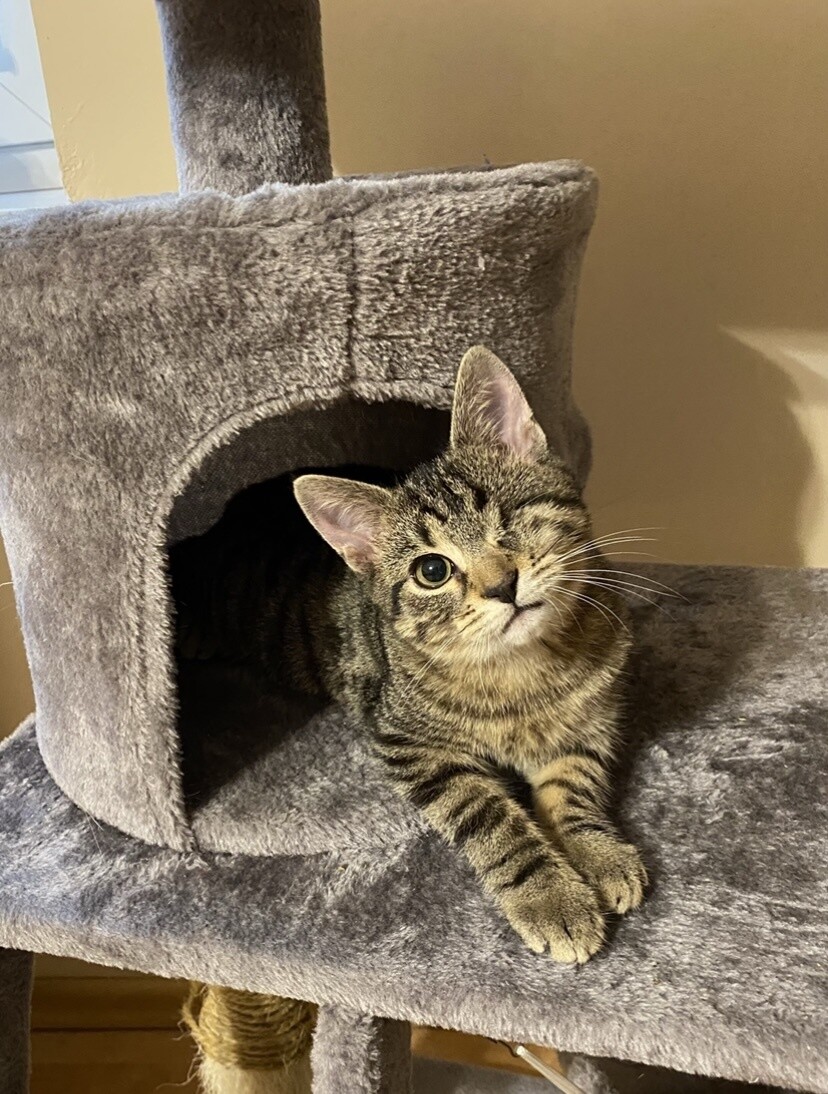 Krakers rozrabiaka
dzielnica: Nowy Bytom