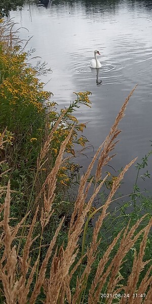 Ruda Śląska: W Kochłówce znowu pływa kontener na śmieci. Pod koniec lipca nieznany sprawca wrzucił do potoku pojemnik na śmieci. Wyłowili go społecznicy. Po miesiącu sprawa się powtórzyła i do potoku trafił kolejny pojemnik (fot. Łukasz Michalski).