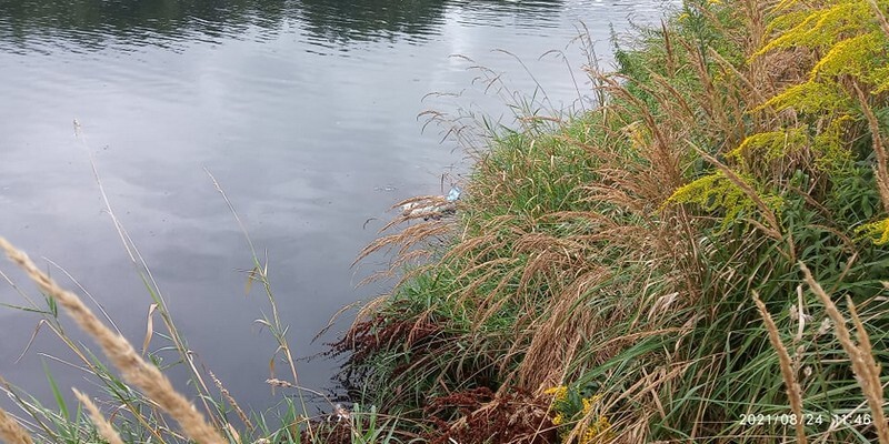 Ruda Śląska: W Kochłówce znowu pływa kontener na śmieci. Pod koniec lipca nieznany sprawca wrzucił do potoku pojemnik na śmieci. Wyłowili go społecznicy. Po miesiącu sprawa się powtórzyła i do potoku trafił kolejny pojemnik (fot. Łukasz Michalski).