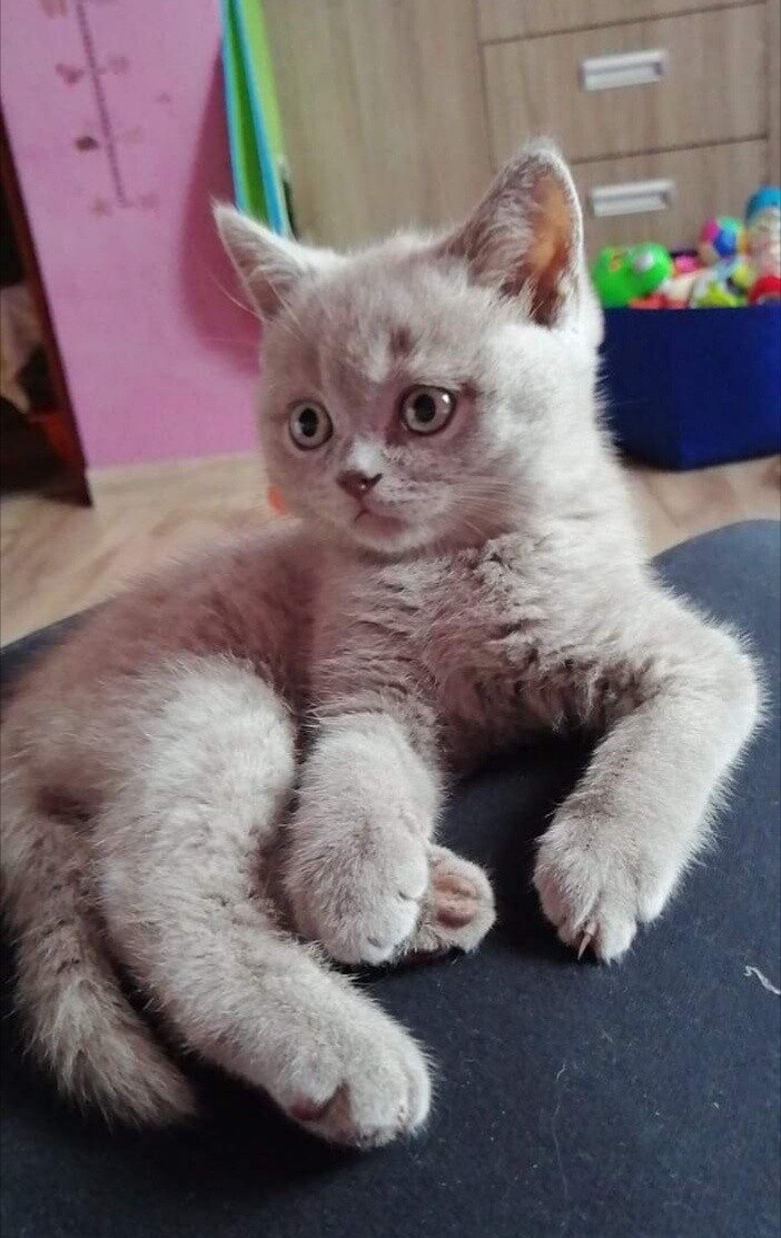 Brytyjski, Borysek, ur. 19.12.2018r
dzielnica: Ruda Śląska 