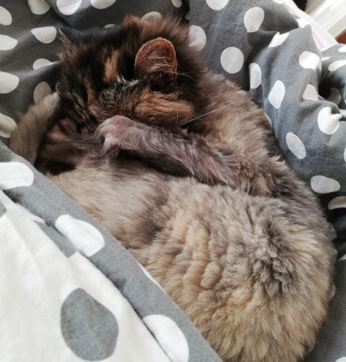 Moja kotka Pusia 
dzielnica: Ruda