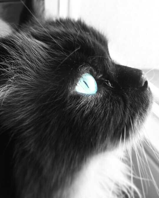 Rocky- mały Balboa ;) ragdoll, 5 lat
dzielnica: Bykowina 