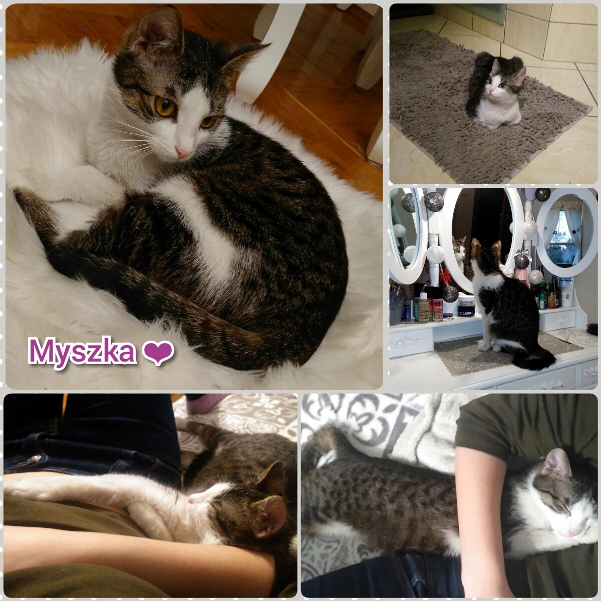 Cudowna Myszka ! ❤
Adoptowana kotka, wiele w swoim niespełna rocznym życiu przeszła... odebrana interwencyjne przez fundację i bardzo, bardzo chora... 
A po dwóch tygodniach w nowym domku cudowna, bardzo ciekawa każdego kąta i pełna życia kotka pokazująca ciągle jak bardzo można kochać swojego człowieka.
dzielnica: Bielszowice 