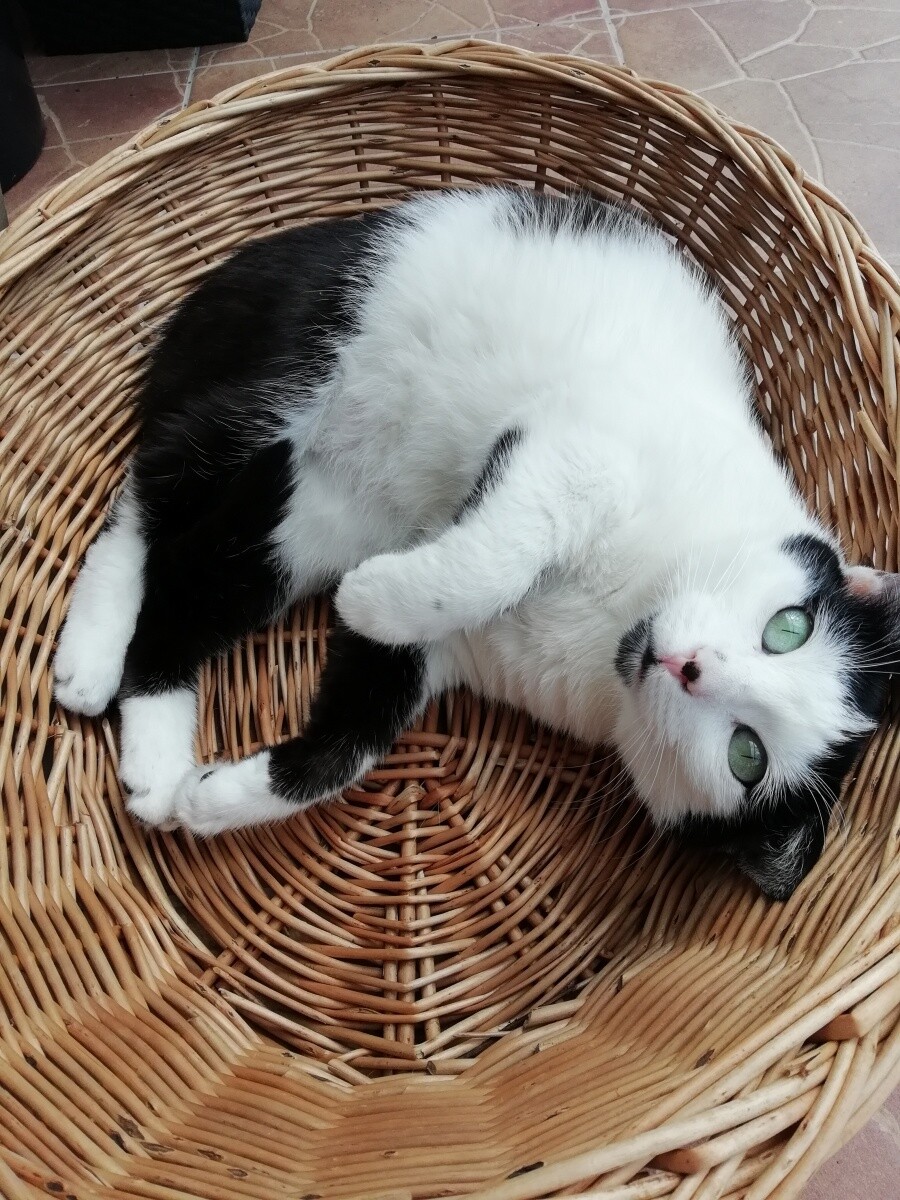 Imię kota: Vivi
dzielnica: Godula