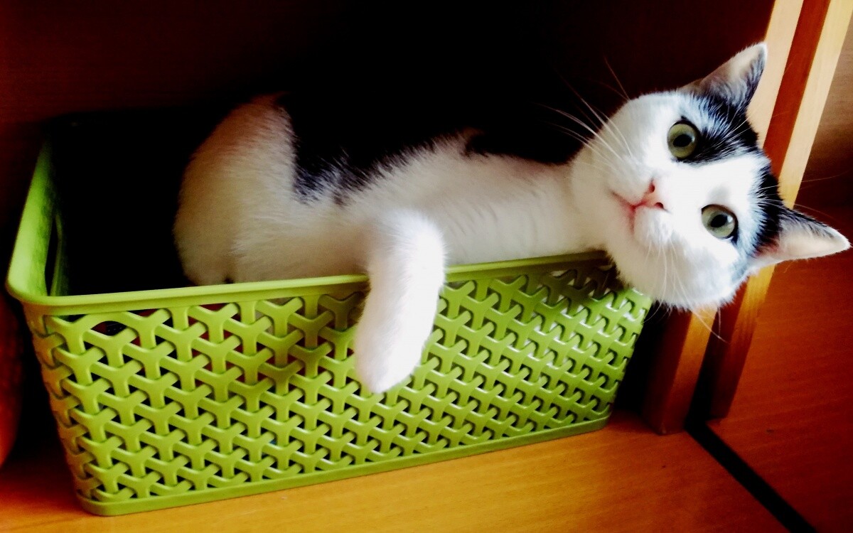 Owsik: "A kuku!"
dzielnica: Bykowina