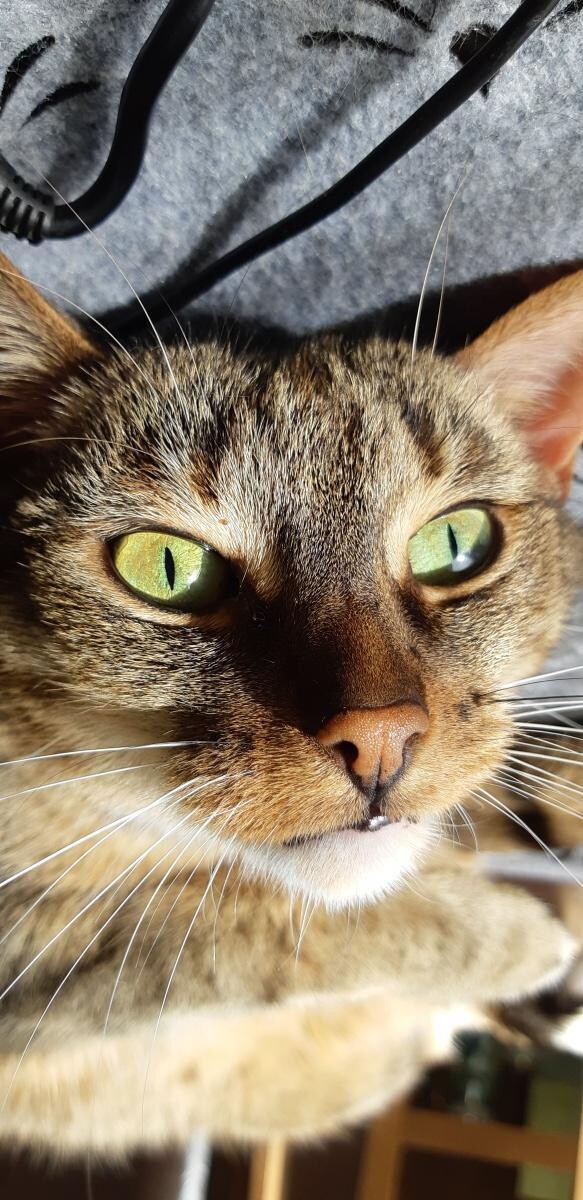 Florka, 8 lat
dzielnica: Godula