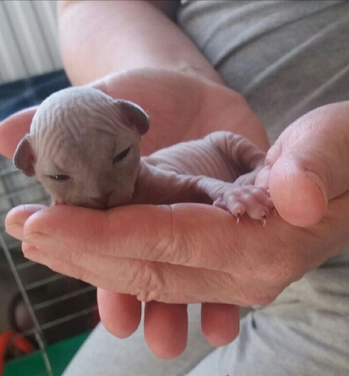 Imię kotka : Benio
dzielnica: Halemba 