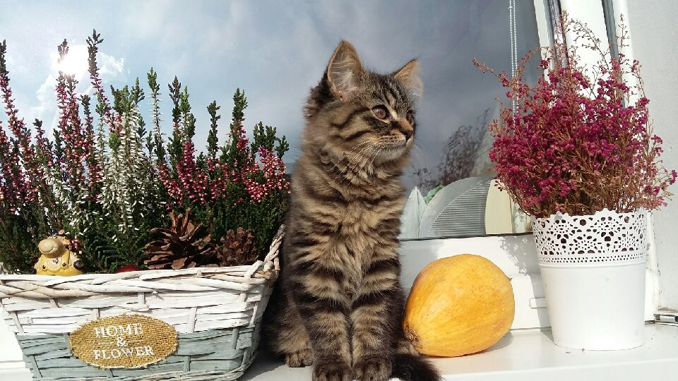 Miętus pozdrawia!!
dzielnica: Halemba