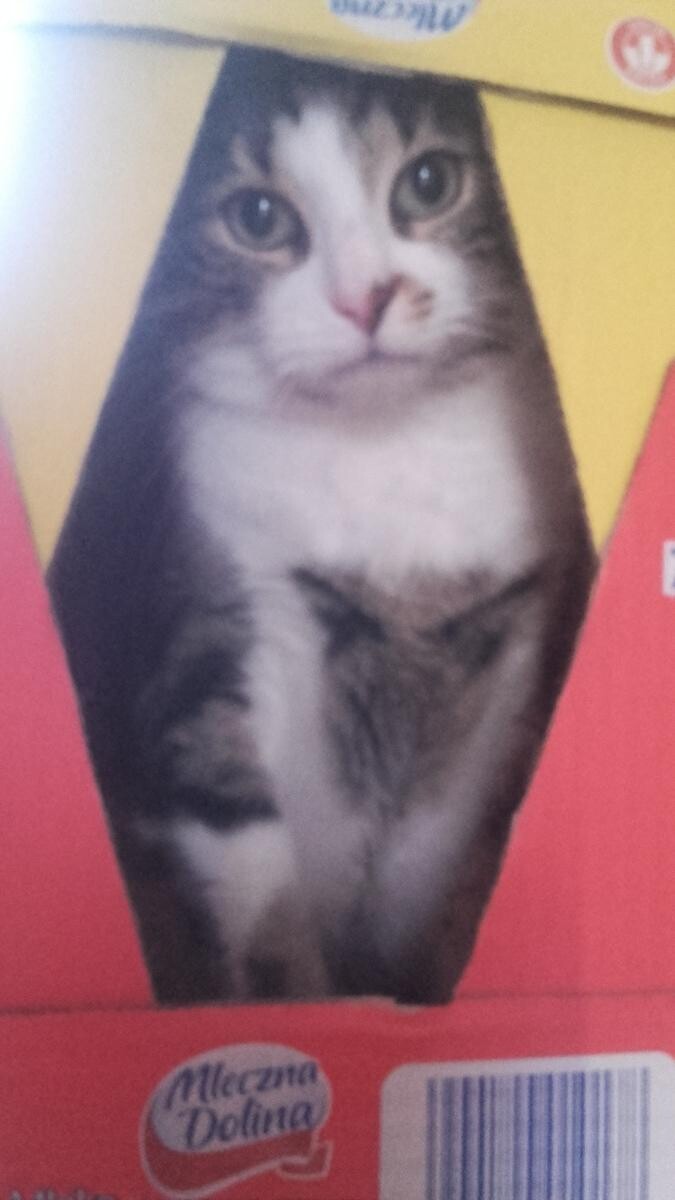 Daisy nocna pogromczyni plastikowych korków 
dzielnica: Godula