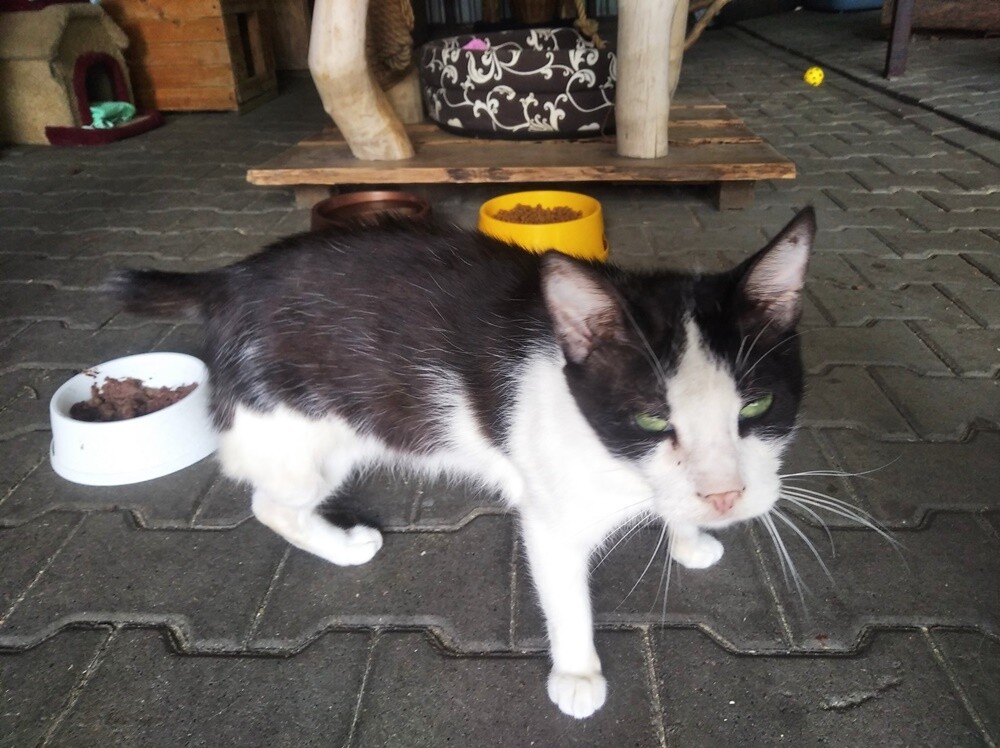 Wojna dotyka nie tylko ludzi, ale też zwierzęta. Schronisko TOZ "Fauna" szuka domów tymczasowych dla siedmiu kotów z Ukrainy. Ich właścicielka - Pani Iryna jest w trakcie poszukiwania domu do wynajęcia w Polsce. 

fot. TOZ Fauna