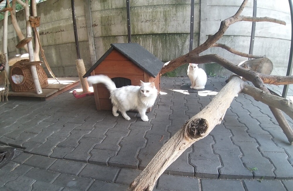 Wojna dotyka nie tylko ludzi, ale też zwierzęta. Schronisko TOZ "Fauna" szuka domów tymczasowych dla siedmiu kotów z Ukrainy. Ich właścicielka - Pani Iryna jest w trakcie poszukiwania domu do wynajęcia w Polsce. 

fot. TOZ Fauna