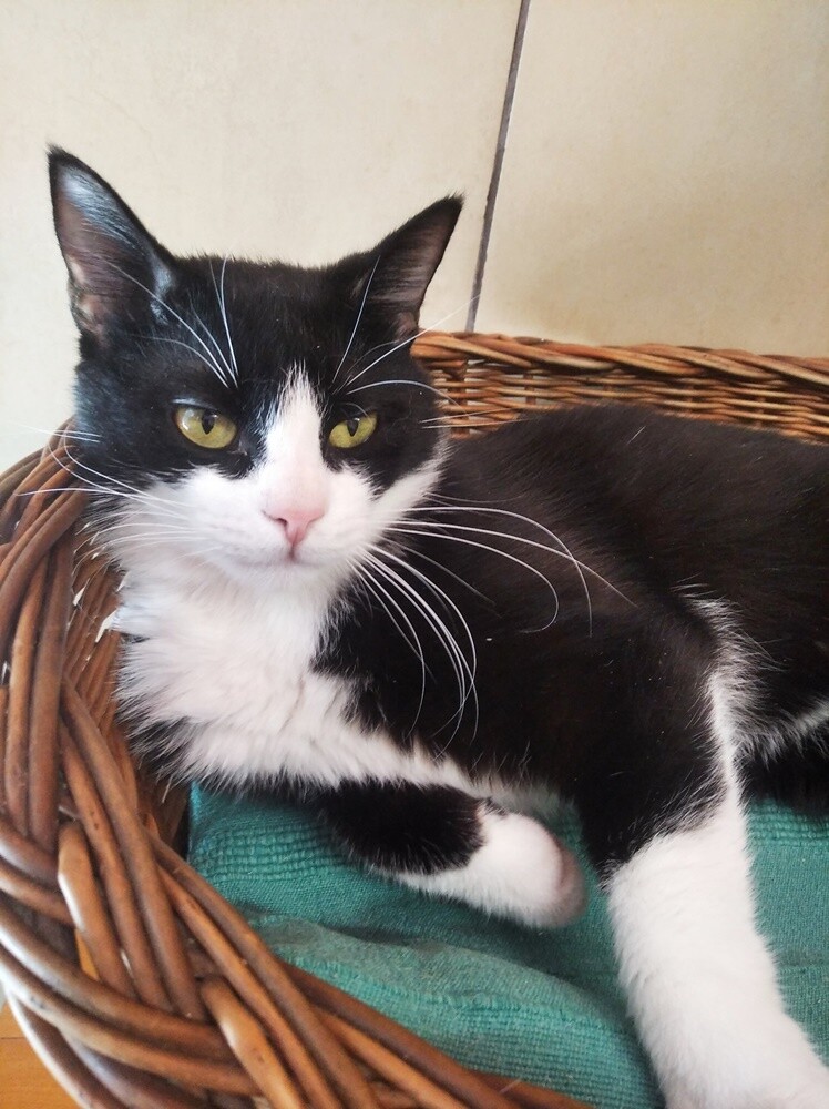 Wojna dotyka nie tylko ludzi, ale też zwierzęta. Schronisko TOZ "Fauna" szuka domów tymczasowych dla siedmiu kotów z Ukrainy. Ich właścicielka - Pani Iryna jest w trakcie poszukiwania domu do wynajęcia w Polsce. 

fot. TOZ Fauna