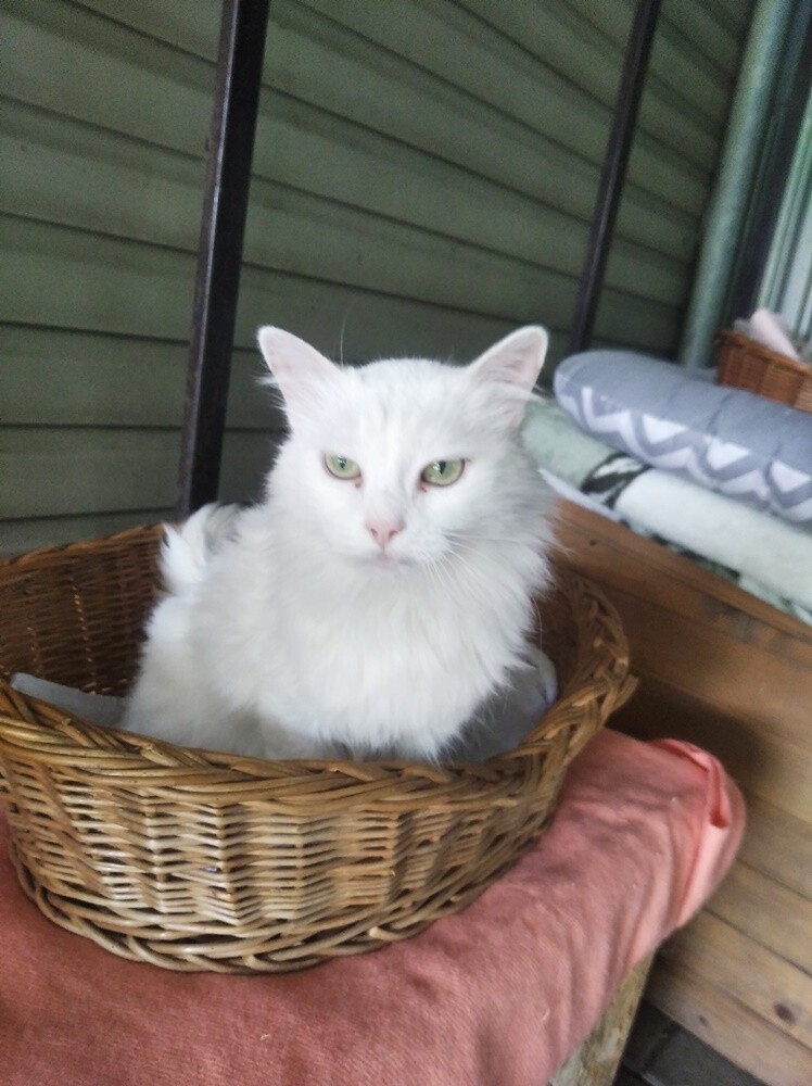 Wojna dotyka nie tylko ludzi, ale też zwierzęta. Schronisko TOZ "Fauna" szuka domów tymczasowych dla siedmiu kotów z Ukrainy. Ich właścicielka - Pani Iryna jest w trakcie poszukiwania domu do wynajęcia w Polsce. 

fot. TOZ Fauna