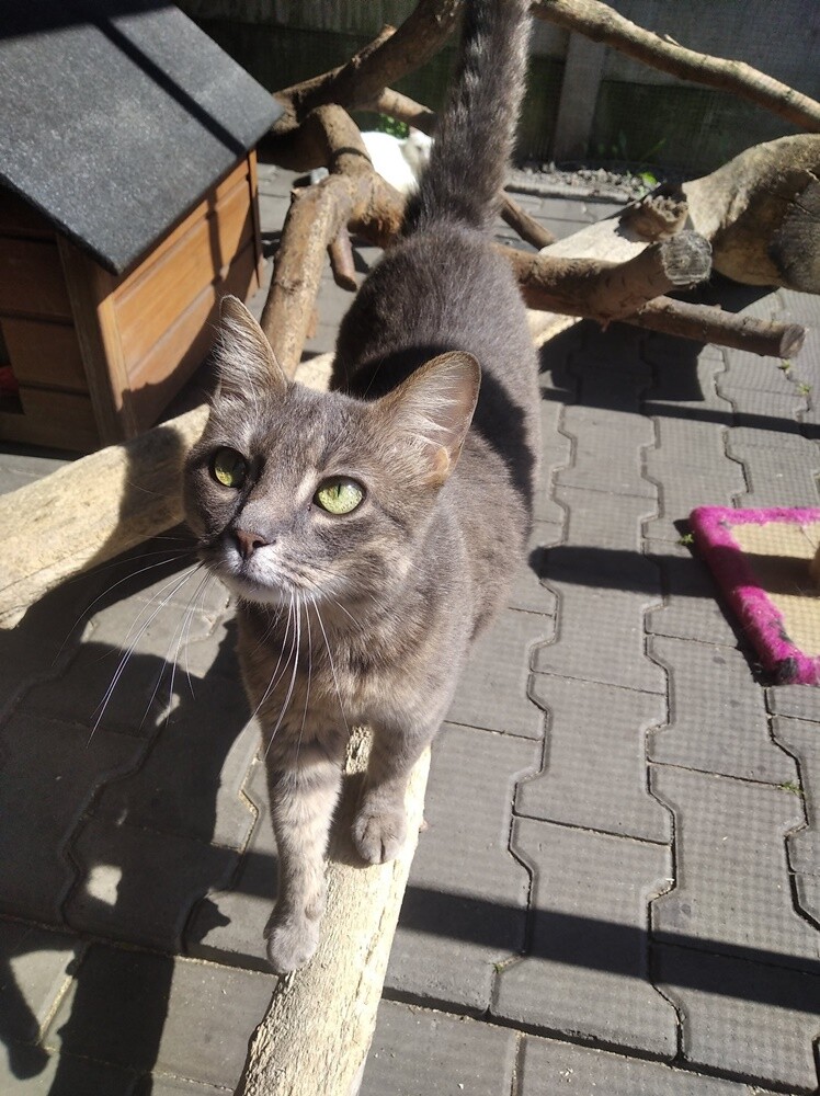 Wojna dotyka nie tylko ludzi, ale też zwierzęta. Schronisko TOZ "Fauna" szuka domów tymczasowych dla siedmiu kotów z Ukrainy. Ich właścicielka - Pani Iryna jest w trakcie poszukiwania domu do wynajęcia w Polsce. 

fot. TOZ Fauna