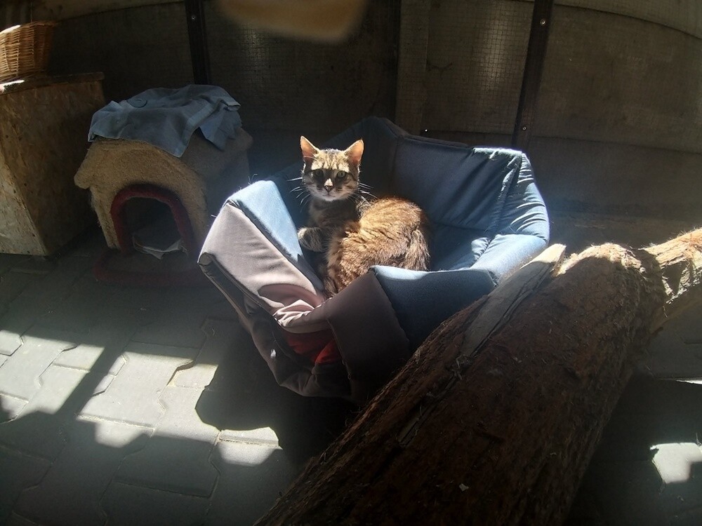 Wojna dotyka nie tylko ludzi, ale też zwierzęta. Schronisko TOZ "Fauna" szuka domów tymczasowych dla siedmiu kotów z Ukrainy. Ich właścicielka - Pani Iryna jest w trakcie poszukiwania domu do wynajęcia w Polsce. 

fot. TOZ Fauna