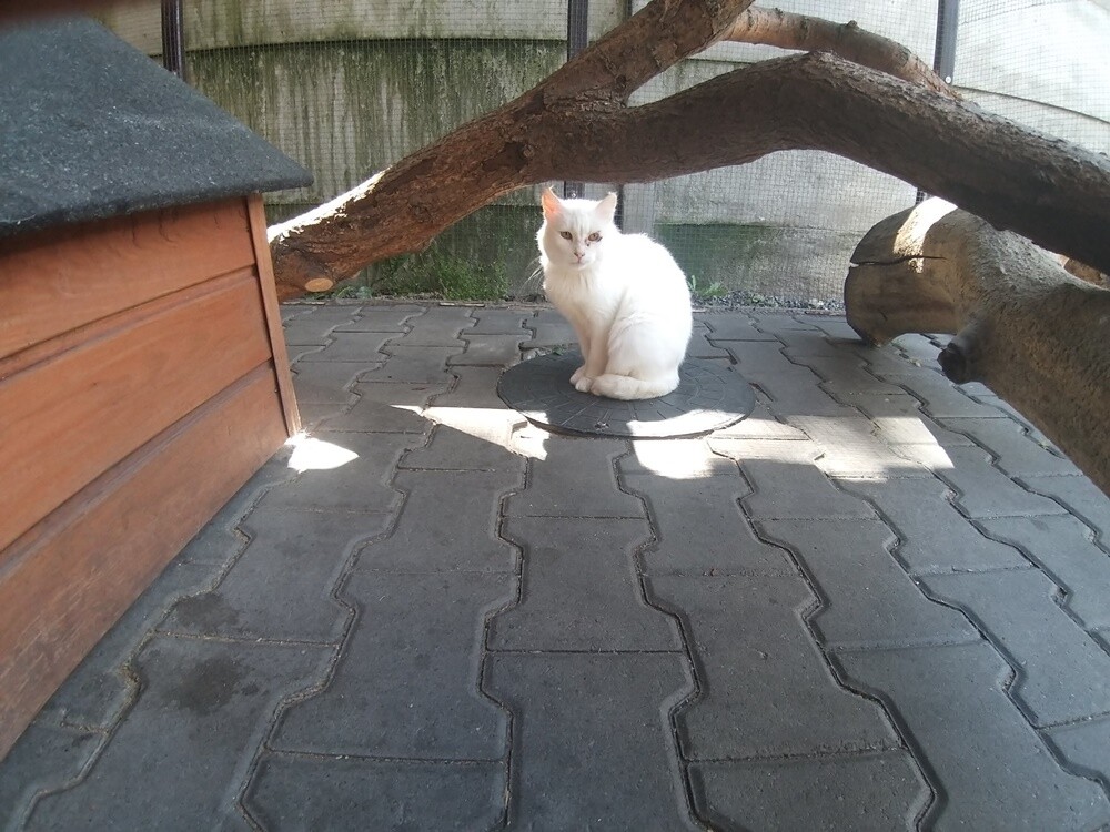 Wojna dotyka nie tylko ludzi, ale też zwierzęta. Schronisko TOZ "Fauna" szuka domów tymczasowych dla siedmiu kotów z Ukrainy. Ich właścicielka - Pani Iryna jest w trakcie poszukiwania domu do wynajęcia w Polsce. 

fot. TOZ Fauna