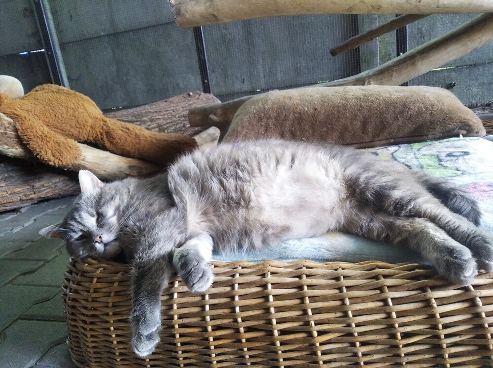 Wojna dotyka nie tylko ludzi, ale też zwierzęta. Schronisko TOZ "Fauna" szuka domów tymczasowych dla siedmiu kotów z Ukrainy. Ich właścicielka - Pani Iryna jest w trakcie poszukiwania domu do wynajęcia w Polsce. 

fot. TOZ Fauna