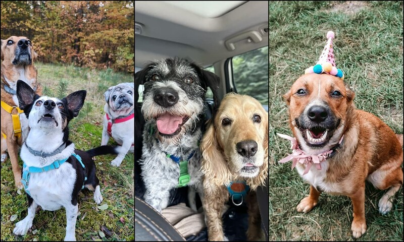 Kundelki rządzą! Zobaczcie zdjęcia czworonożnych przyjaciół naszych Czytelników