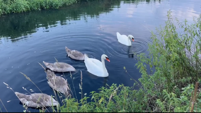 Łabędzia rodzina w Dolinie Kochłówki!