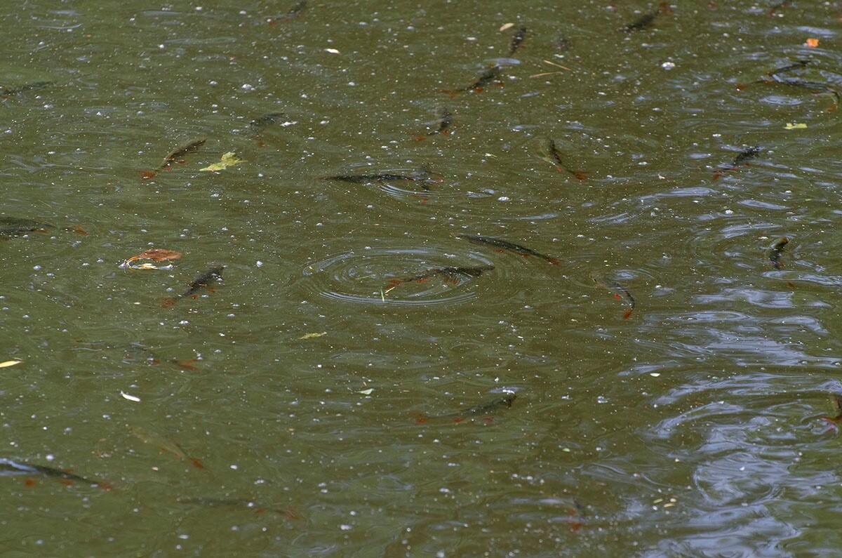 Halemba, malownicza dzielnica Rudy Śląskiej, to idealne miejsce na letnie spacery po lesie. / fot. Marek Faber