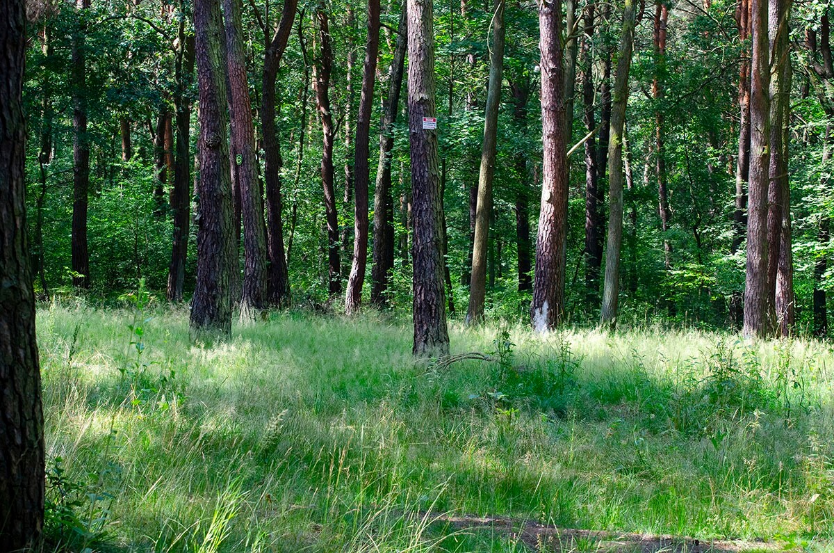 Halemba, malownicza dzielnica Rudy Śląskiej, to idealne miejsce na letnie spacery po lesie. / fot. Marek Faber