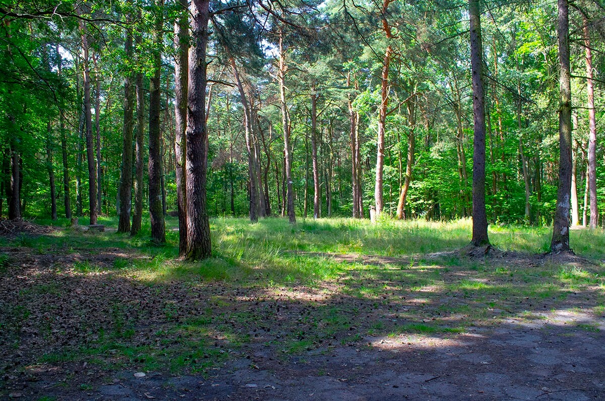 Halemba, malownicza dzielnica Rudy Śląskiej, to idealne miejsce na letnie spacery po lesie. / fot. Marek Faber