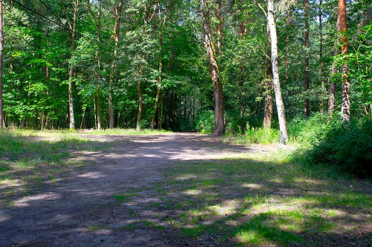 Halemba, malownicza dzielnica Rudy Śląskiej, to idealne miejsce na letnie spacery po lesie. / fot. Marek Faber